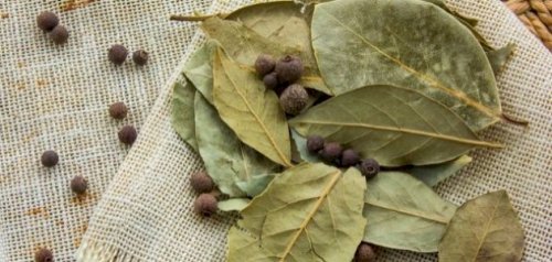 «عشبة 90% من الناس متعرفهاش ».. أفضل النكهات الفريده الرائحة العطرية وايضا علاج الأمراض توجد في عشبة ورق الغار... طريقة الإستخدام!!