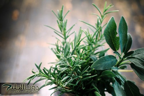 انسي الجيم والرجيم مرة تانية!!... " نبتة سحرية كشفت عنها مي نور الشريف لسد الشهية وتنقيص الوزن في اقل من اسبوع!!