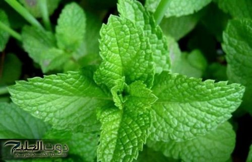 أقوى من إبر الانسولين بمليون مرة .. عشبة جبارة تخفض السكر التراكمي في الدم فوراً خلال 30 دقيقة أقوى من إبر الانسولين بمليون مرة .. عشبة جبارة تخفض السكر التراكمي في الدم فوراً خلال 30 دقيقة