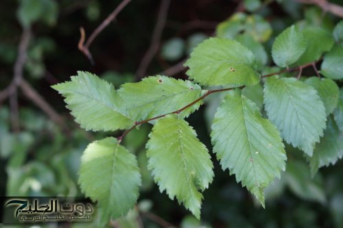 "مش هتحتاج تروح للطبيب تاني!"... شابة سعودية تكشف عن عشبة جبارة موجودة في كل مطبخ تنظف القولون وتعتبر حل أمثل للتخلص من البراز المتحجر