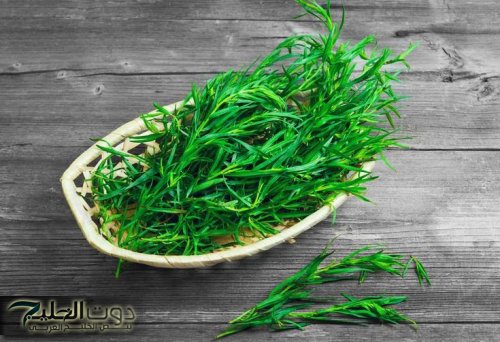 “حتي لو عندك 90 سنة مش هيجيلك الزهايمر” .. عشبه معجزة موجودة في مطبخك لديها قدرة خارقه في تنشيط الذاكرة للأبد .. هتخلي دماغك كمبيوتر