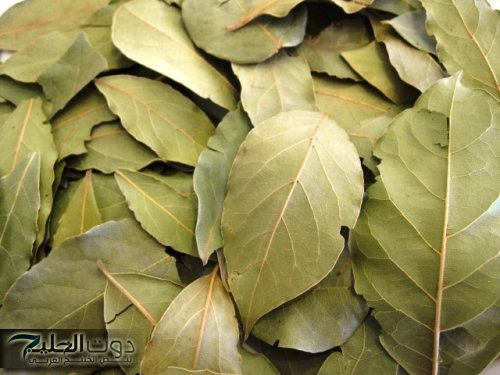 كنز رباني.. معجزة ورق الغار ستجعل بطنك مسطحا وشعرك طويل وخالي من الشيب المبكر.. طريقة الاستخدام