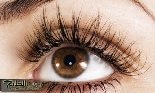 "هيحسدوكي عليها".. احصلي على رموش طويلة وحواجب كثيفة بطرق طبيعية وسريعة باستخدام مكونات بسيطة من مطبخك وتجنبي تكاليف الكوافير