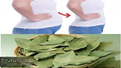 أقوي من الرجيم مليون مرة .. وصفة “ورق الغار” ستجعل بطنك مسطحاً ويقضي على الكرش في 10 أيام ويجعل شعرك كثيف وناعم خالي من الشيب ووجهك أبيض كالبدر