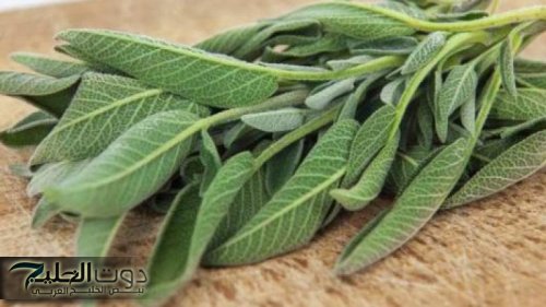 «عشبة نعمة ورحمة من الله»… 3 أعشاب سحرية للقضاء على النسيان وتحسين الذاكرة ومحاربة الخرف حتى لو كان عمرك فوق الـ60… طريقة أستخدمها!!!