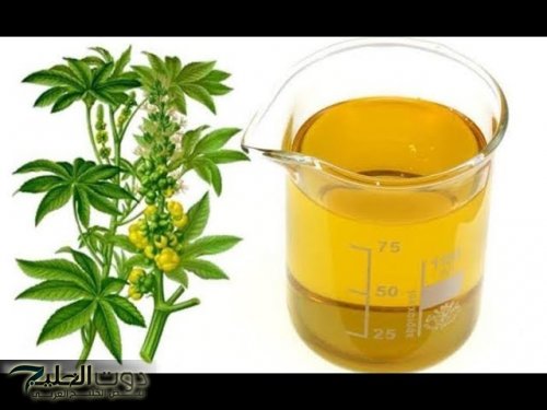 للسيدات.. معجزة ربانية تحدث في جسمك عند استخدام زيت الخروع.. مش هتبطلي تستخدميه