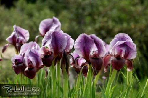 العشبة الربانية الجبارة؟!!.. عشبة ربانية هتخلص من ألم المفاصل جربها بنفسك ومش هتحس بوجع تاني... إليك الطريقة