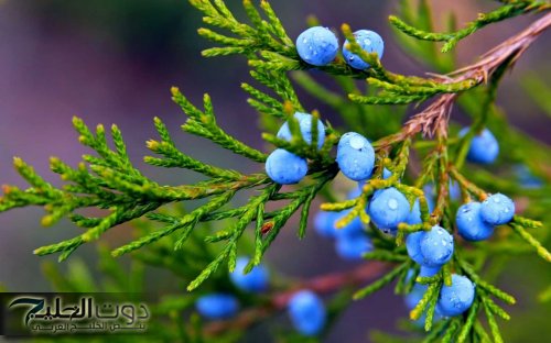 اكتشف سر العشبة المنسية التي تعيد احياء الكبد مهما كانت تالفة وتقضي على الكولسترول وتعالج الزكام والسعال بسرعة كبيرة لن تتوقعها.!