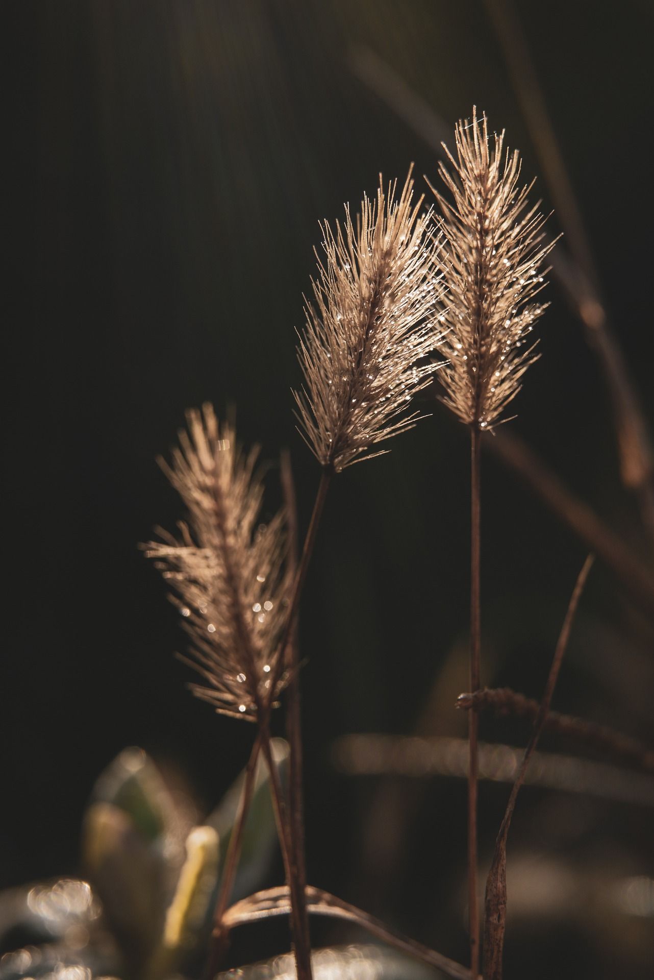 سلاحكِ السري لمكافحة الأمراض.. إليكِ فوائد القسطّ الهندي مع الحبة السوداء