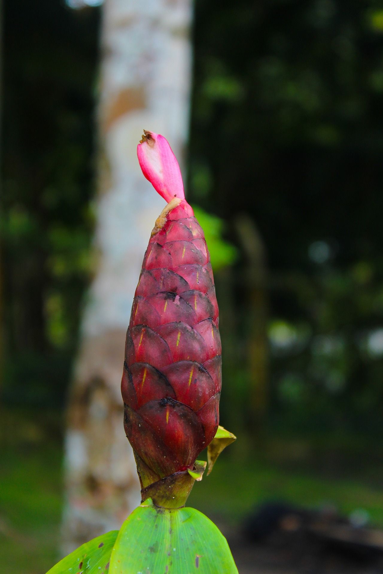 سلاحكِ السري لمكافحة الأمراض.. إليكِ فوائد القسطّ الهندي مع الحبة السوداء