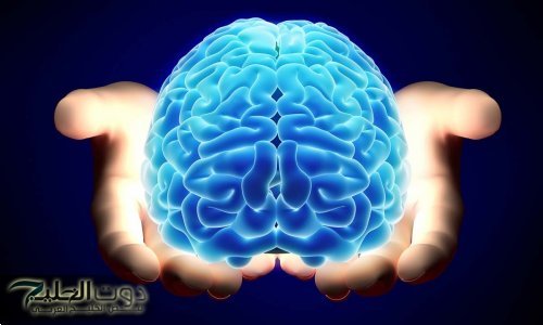 معجزة ربانية !! طعام بسيط يغذي المخ و يحسن بنية الدماغ و يقوي الذاكرة في وقت قصير... احرص عليه!