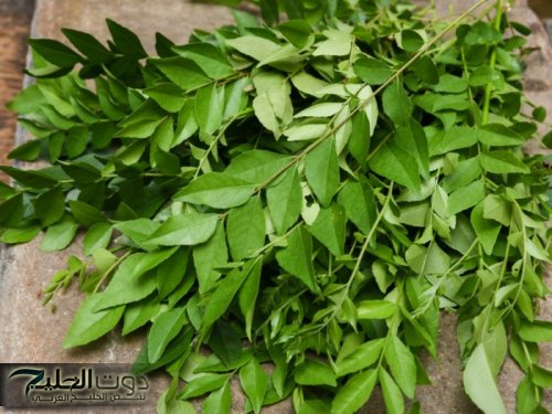 "معجزه ربانية من الباري لعباده!".. عشبة جبلية تمتص السكر في الدم.. وهي أقـوى سبعين مرة من إبر الانسولين.. تعرف عليها.!