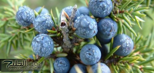 اكتشف سر العشبة المنسية التي تعيد احياء الكبد مهما كانت تالفة وتقضي على الكولسترول وتعالج الزكام والسعال بسرعة كبيرة لن تتوقعها.!