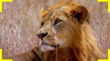 “اضبط الأن”.. تردد ناشيونال جيوغرافيك نايل سات 2024 لمتابعة أفضل الأفلام والبرامج الوثائقية بجودة عالية