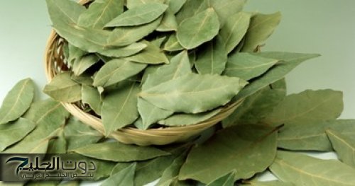 هترجع شباب حتى لو سنك 70 سنة!!... استخدمات مذهلة لورق الغار مستحيل تخطر على بالك!