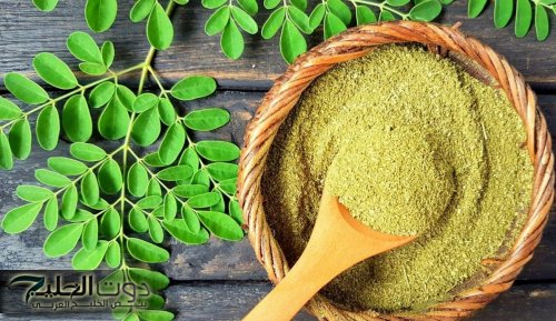 هتنسى مشكلة الزهايمر حتى لو وصل سنك بعد الـ 60!! عشبة هتعالج 10 أمراض وهتشوف الفرق