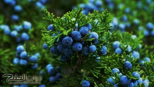 معجزة حقيقية... عشبة مفعولها جبار ...تنعش الكبد حتى بعد التلف وتخفض الكوليسترول.. تعرف عليها!!