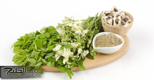 «ازاي عايشين كل ده ومنعرفش»...عشبة سحرية تنمو في البرد القارص تقضي على السكري تمامًا ودواء سحري لأمراض القلب!!!؟