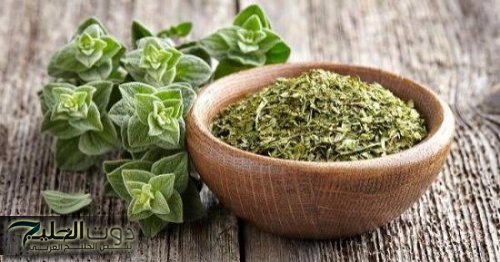 هترجع الشايب شاب تاني.. عشبة جبارة موجودة عند العطار هترجعلك شبابك حتى لو كان سنك 70!!