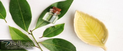 عشبة موجودة في كل مطبخ هتصغرك 20 سنة!!... ورق الغار يساهم في توديع الشيخوخة وآثار التقدم في السن تعالى اعرف الطريقة!