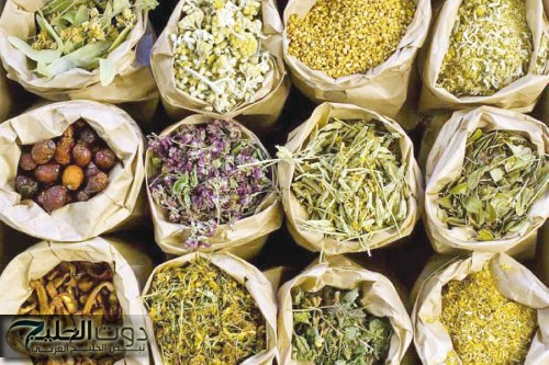 عشبة ب 10 جنيه... تعالج النقرس وآلام المفاصل ولها فوائد أخرى..تعرف عليها لا تتجاهلها بعد اليوم!!