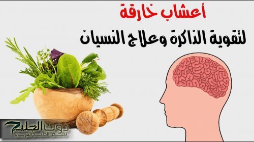 وداعًا للنسيان.. 4 أعشاب طبيعية لتقوية الذاكرة للأبد حتي لو عندك 90 سنة | تعرف عليهم