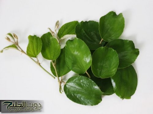 "شويه ورق بس قيمته بمليون جنية!"...عشبة عجيبة تشرح القلب من مفعولها اللي هيعملك ذهول ودهشة!!؟