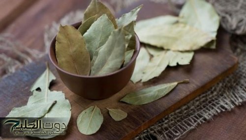 "ارمي النضارة والعكاز واسترجع شبابك!"... الحل المثالي الجبار في ورق الغار تناوله بتلك الطريقة واستقبل الشباب حتى لو عمرك فوق 70 سنه !!