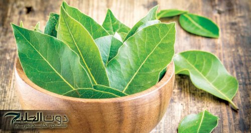 "ارمي النضارة والعكاز واسترجع شبابك!"... الحل المثالي الجبار في ورق الغار تناوله بتلك الطريقة واستقبل الشباب حتى لو عمرك فوق 70 سنه !!