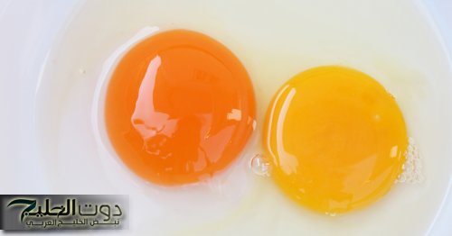 «ضاع عمرك لو لسه متعرفش».. عالم طب أجنبي يوضح الفرق بين صفار البيض الفاتح والغامق| قبل ما تاكل شوف الصح