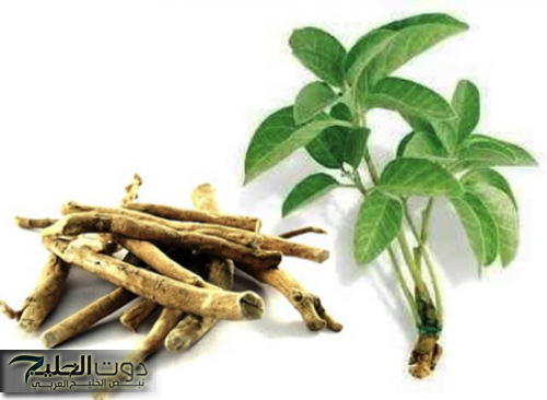 ولا الجن الأزرق يعرفها !! العشبة السحرية متعددة الفوائد من تحسين صحة الدماغ إلى تقوية المناعة وعلاج الأمراض