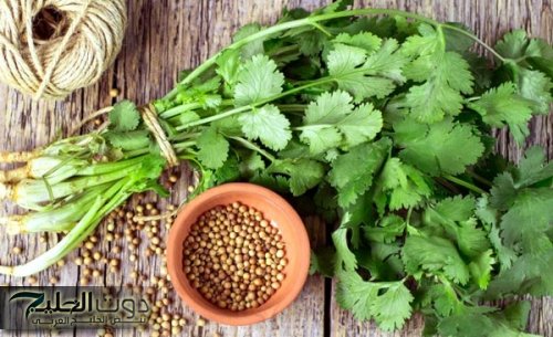 يابخت اللي جربها !! عشبة رخيصة تستخدم بكل الطبخات تحارب الحصوات تقلص السكر التراكمي وتنقي الكبد وتعزز كفاءة الكلى.!