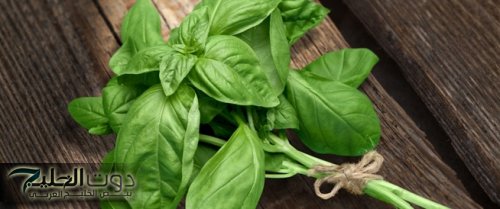 "عشبة متواجدة بكل بيت".. تخفض السكر والضغط بدقائق معدودة وتفتت حصوات الكلى وتنظف الكبد من السموم وذكرت في القرآن مرتين.. لاتفوتكم.!!