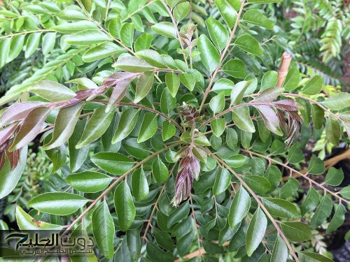 ازاي عايشين ومنعرفش..!! معجزة عجيبة وربانيه من الله لعباده.. عشبة جبلية وعرة تمتص السكر في الدم.. وهي أقوى ثلاث مرة من إبرة الانسولين والحبوب!!