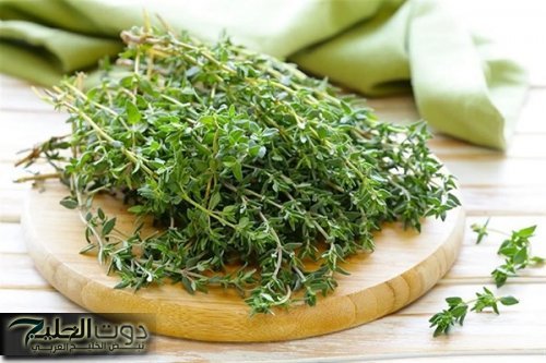 "قمته مهدورة!"... عشبة مهملة في كل بيت يجهلها الجميع.. تعيدك شابا حتى لو كنت في الـ 70 من عمرك.