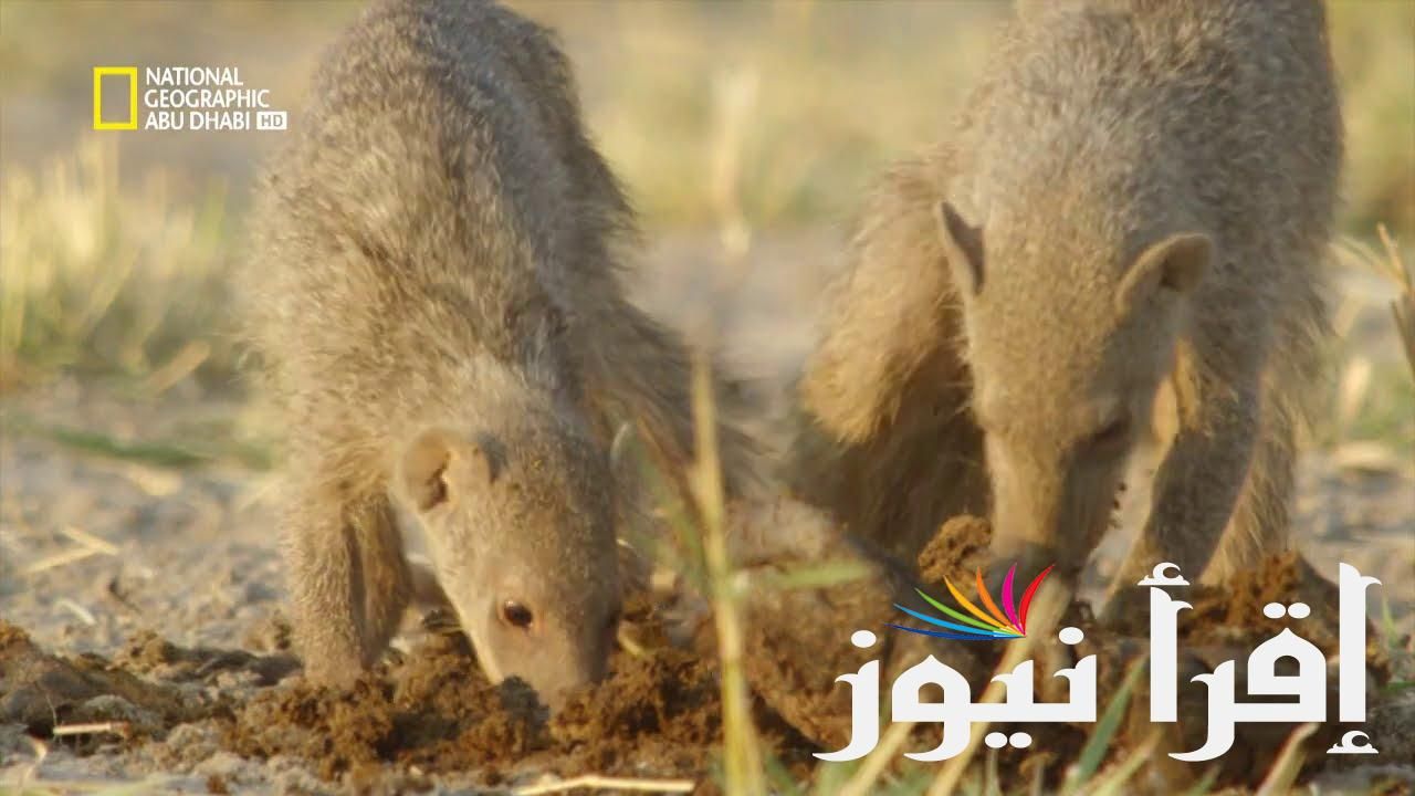 الان تردد قناة ناشيونال جيوغرافيك 2024 على النايل والعرب سات باقوي اشارة