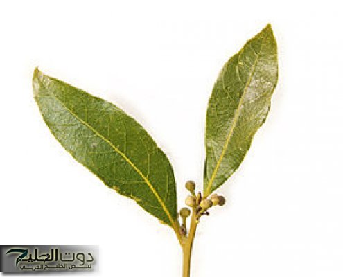 "كلمة وجت في الصميم العقل السليم في الجسم السليم"!!!... 5 فوائد مع تناول مشروب ورق الغار المغلي على الريق...جربة بسرعه قبل ماتندم!!