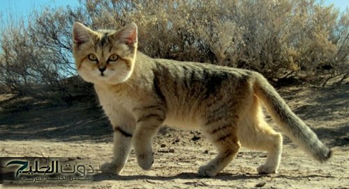 قط الرمال يظهر في السعودية: وجه رقيق يخفي وراءه مفترس .. تعرف على أسرار هذا الحيوان !