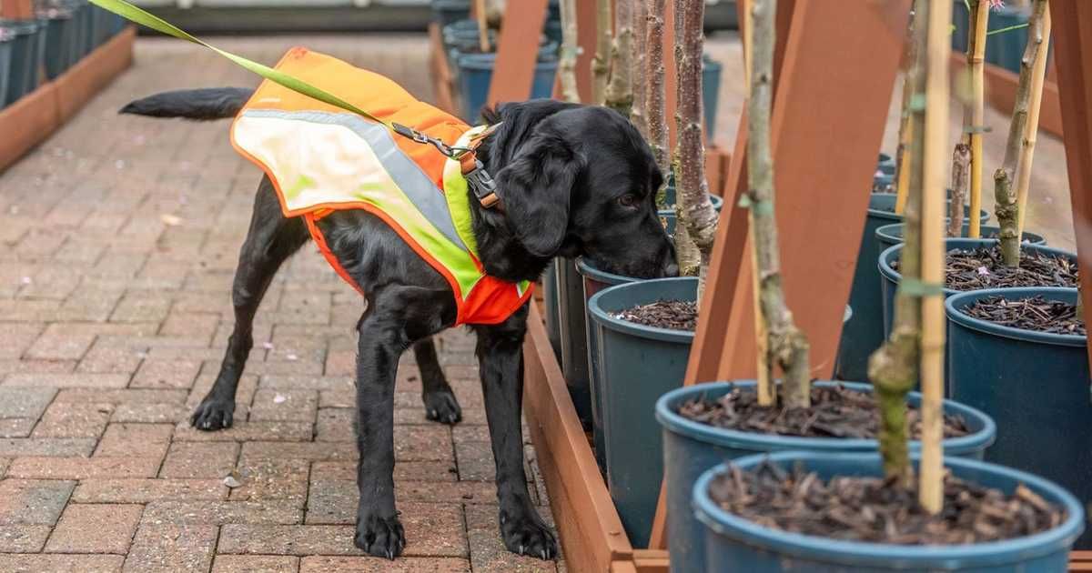 العالم اليوم - بريطانيا تستعين بكلب للكشف عن أخطر أمراض النباتات والأشجار