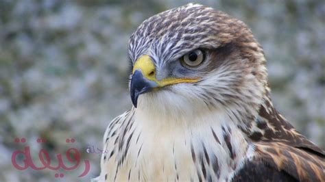 تفسير الرايه في الحلم و رؤية امساك او رفع الرايه في المنام