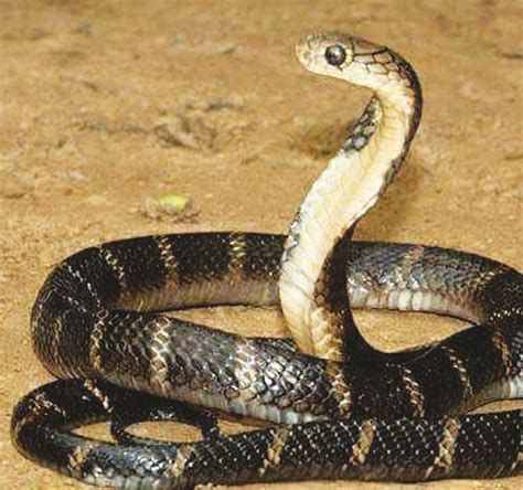 تفسير الثعبان في المنام