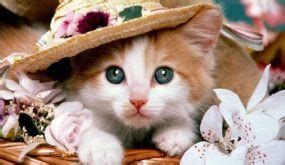 تفسير الحجاب في الحلم ارتداء حجاب في المنام