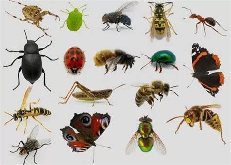 تفسير الحشرات في الحلم رأيت حشرات في المنام