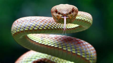 تفسير الثعبان في المنام