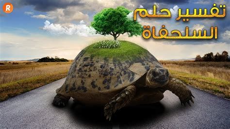 تفسير السلحفاة في الحلم بالتفصيل