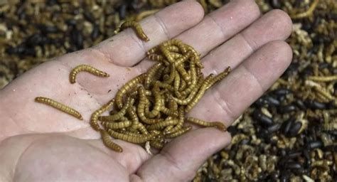 تفسير الدود في الحلم للبنت العزباء الغير متزوجه