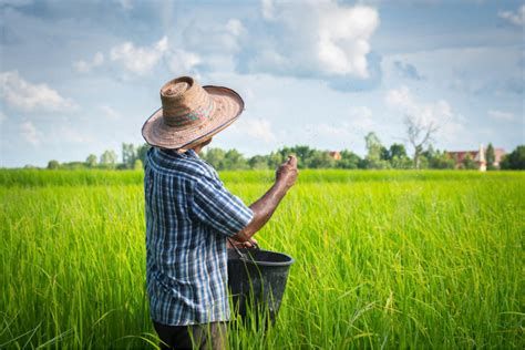 تفسير الزراعه في المنام رؤيا زراعه في الحلم