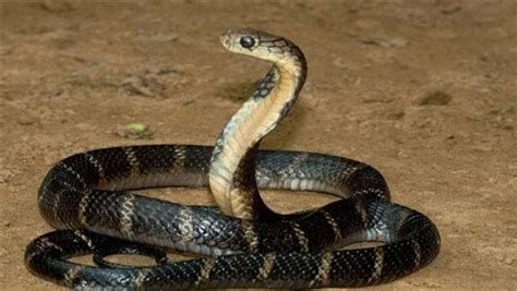 تفسير الثعبان في المنام