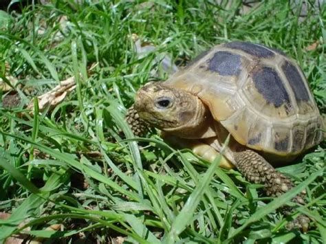 تفسير السلحفاة في الحلم بالتفصيل