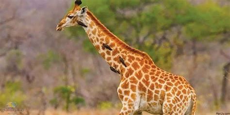 تفسير الزرافة في الحلم رؤية زرافه في المنام